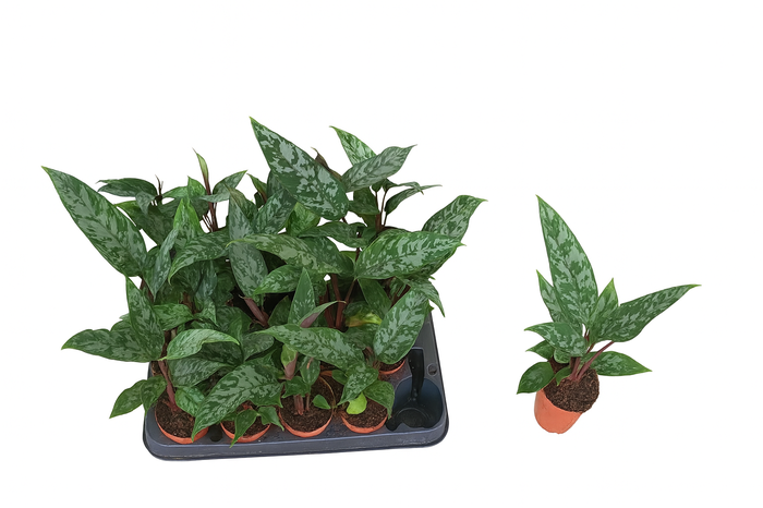 <h4>APOB ACUMINATISSIMA</h4>