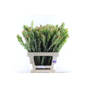 Leucad Procerum