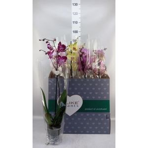 Phalaenopsis   ...mix