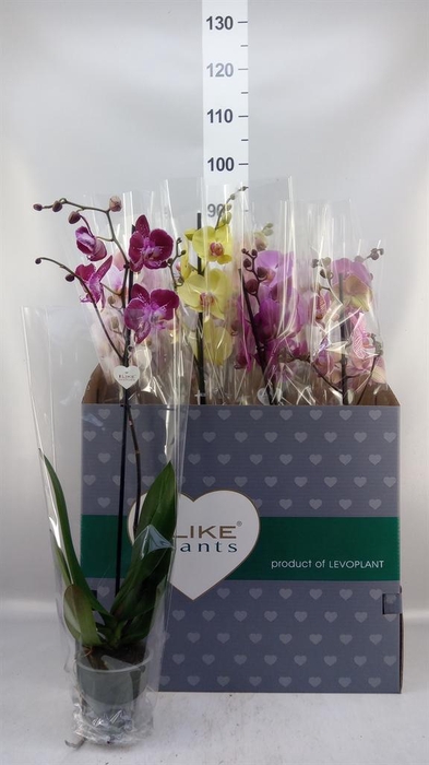 <h4>Phalaenopsis   ...mix</h4>