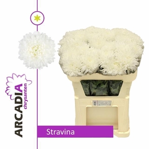 CHR G STRAVINA