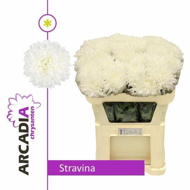 <h4>CHR G STRAVINA</h4>