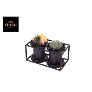 Cactus Duo in design frame
