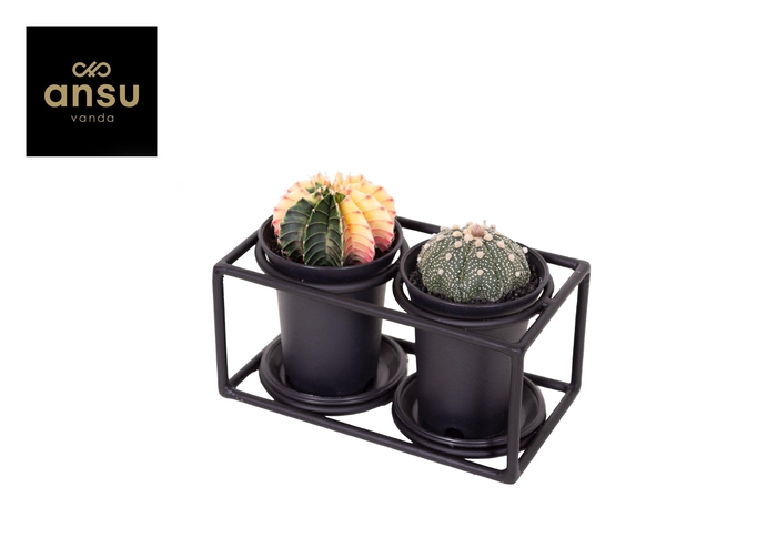 <h4>Cactus Duo in design frame</h4>