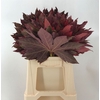 Aralia Rood 40cm Abs