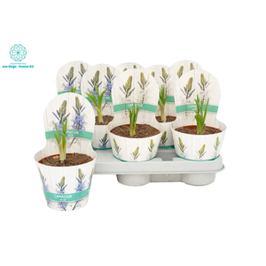 CAMASSIA LE CAERULEA