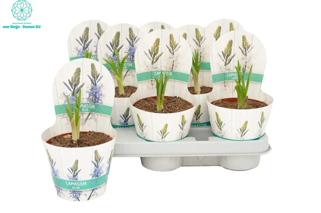 <h4>CAMASSIA LE CAERULEA</h4>