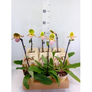 Paphiopedilum   ...multiflower mix