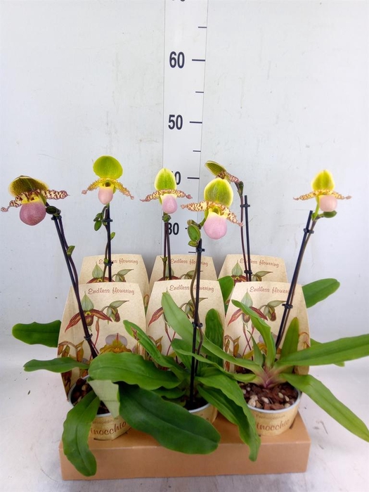 <h4>Paphiopedilum   ...multiflower mix</h4>