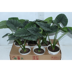 ALOCASIA LUKIWAN P15