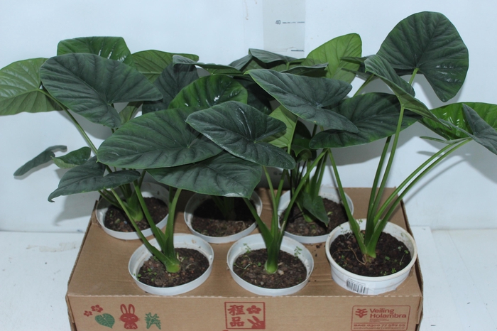 ALOCASIA LUKIWAN P15