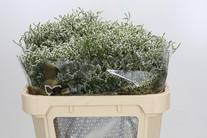 <h4>Limonium sinensis Clear Diamond</h4>