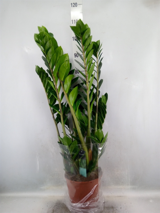 Zamioculcas zamiifolia