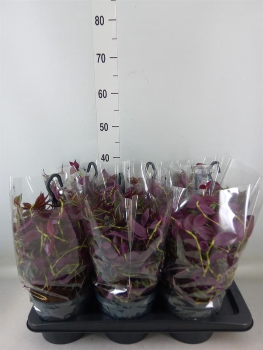 <h4>Tradescantia   ...</h4>