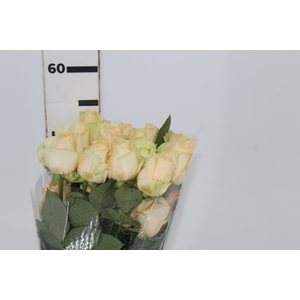 ROSA PEACH AVALANCHE 050 CM ESTUFA