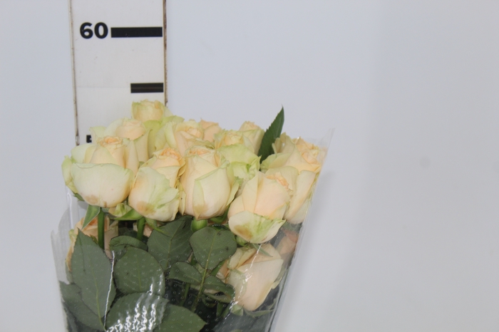 <h4>ROSA PEACH AVALANCHE 050 CM ESTUFA</h4>