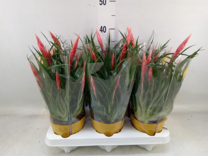 <h4>Vriesea  'Astrid'</h4>