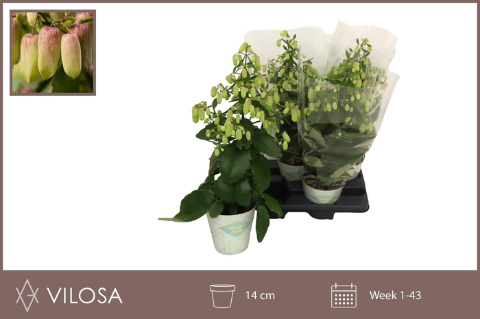 <h4>KAL MAGIC BELLS</h4>