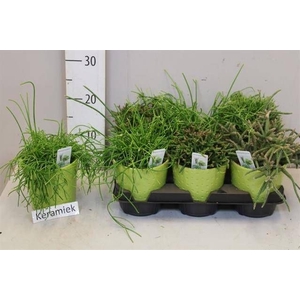 RHIPSALIS GEM