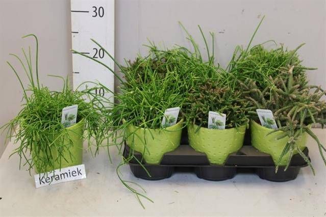 <h4>RHIPSALIS GEM</h4>