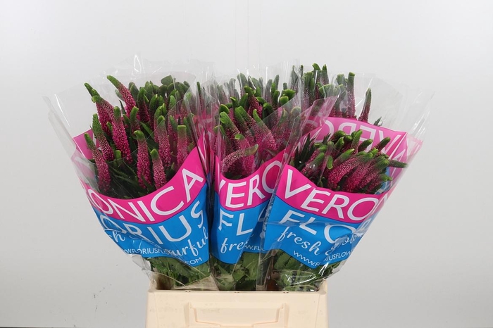 <h4>Veron Smart Iselle</h4>