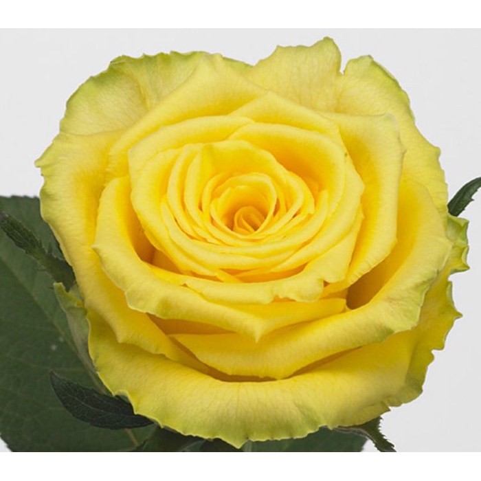 <h4>Rosa Good Times</h4>