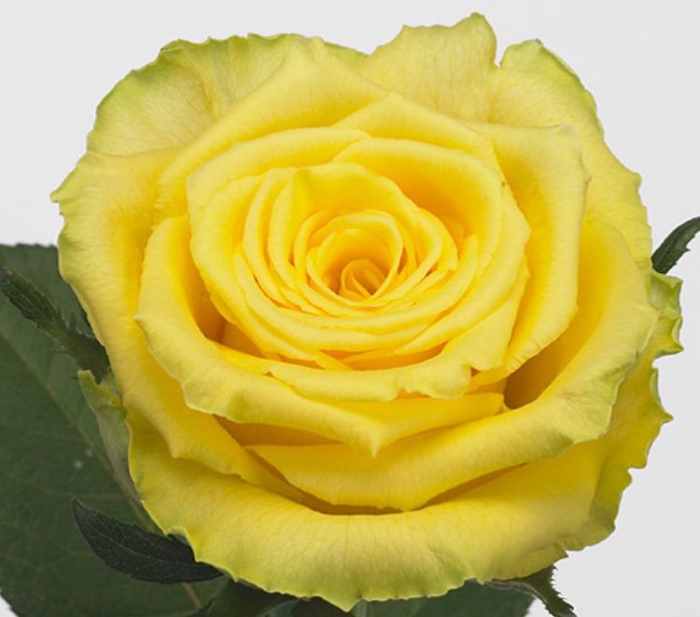 Rosa Good Times