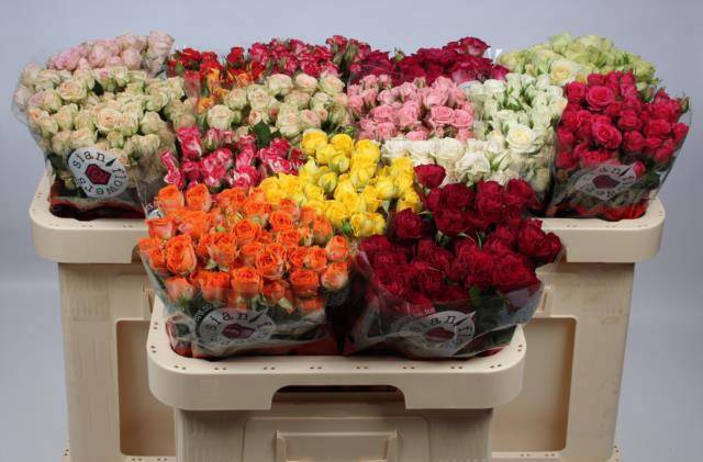 <h4>R TR GEM IN FUST</h4>