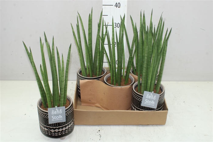 <h4>Sansevieria Cylindrica Mikado Maya Keramiek</h4>