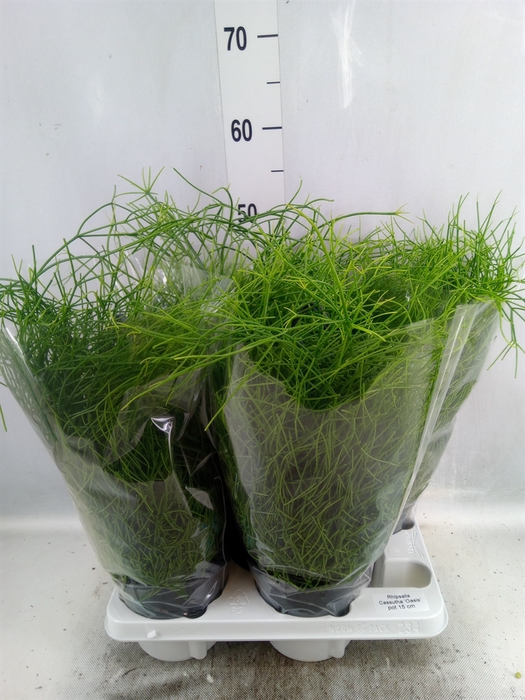 <h4>Rhipsalis baccifera 'Oasis'</h4>