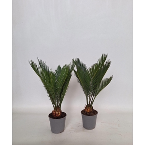 CYCAS REVOLUTA