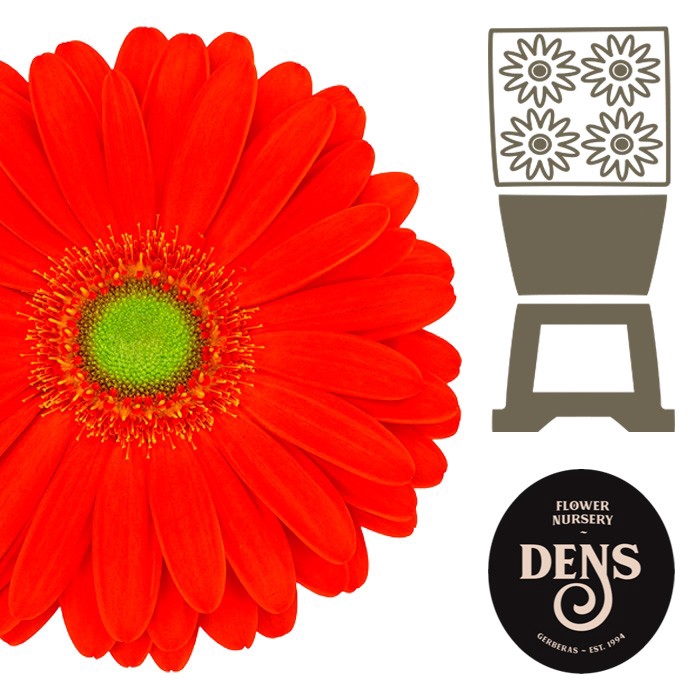 <h4>Gerbera Tangerine Diamond</h4>
