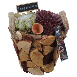 PTS7418 Arrangement Sempervivum in houten pot