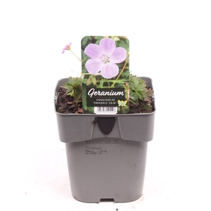 Geranium sanguineum 'Frivolius Lilac'