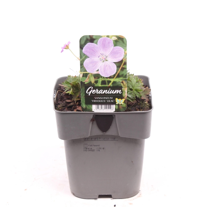 <h4>Geranium sanguineum 'Frivolius Lilac'</h4>