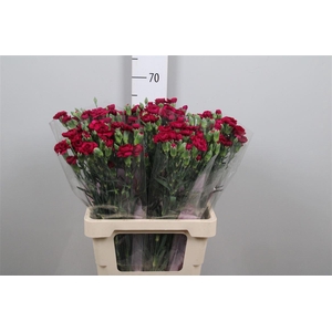 Di Tr Kingfish Special