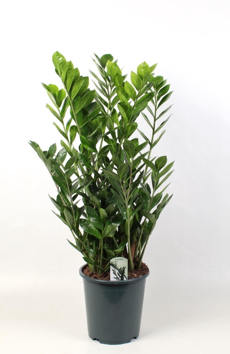 <h4>Zamioculcas zamiifolia</h4>