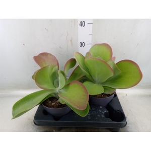 Kalanchoe NF thyrsiflora 'Red Lips'