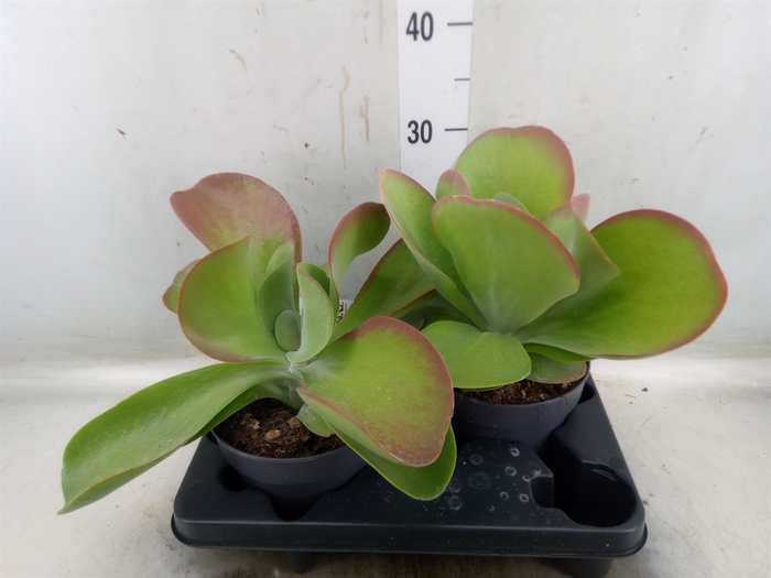 <h4>Kalanchoe NF thyrsiflora 'Red Lips'</h4>