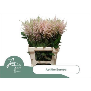 Astilbe Europa Light Pink