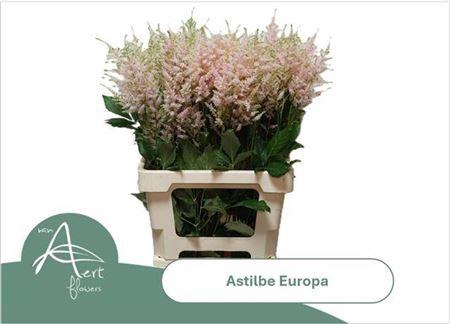 <h4>Astilbe Europa Light Pink</h4>