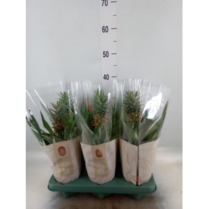 Ananas  'Rosita'