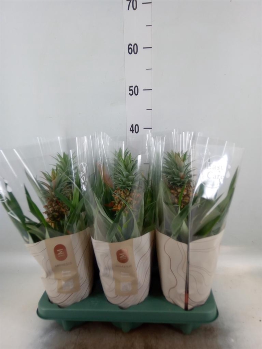 <h4>Ananas  'Rosita'</h4>