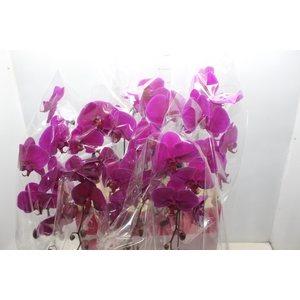 PHALAENOPSIS CASCATA ESPECIAL P15 PINK MIN 11 FLS