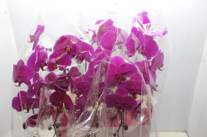 <h4>PHALAENOPSIS CASCATA ESPECIAL P15 PINK MIN 11 FLS</h4>