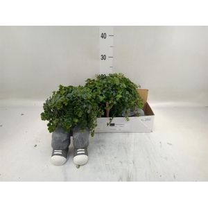 Arr.   Kamerplant Groen L%