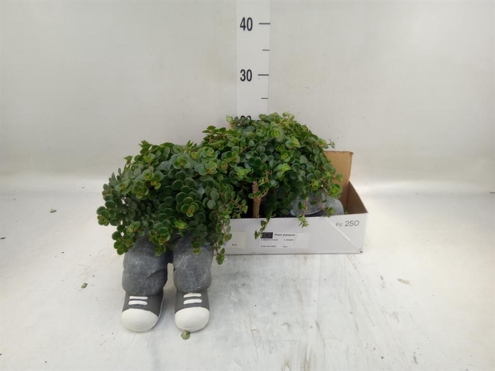 <h4>Arr.   Kamerplant Groen L%</h4>