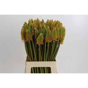 Kniphofia Eycone Peach