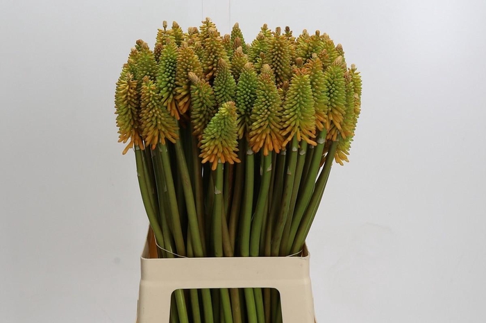 Kniphofia Eycone Peach