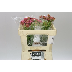 Scabiosa Atr Candy Scoop
